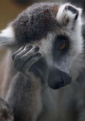 404 Page - Lemur Face Palm